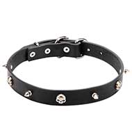 Leather Dog Collar with Nickel Plated Spikes and Skulls