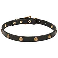 'Elegant Beauty' Leather Canine Collar with Goldish Brass Hardware - 4/5 inch (20 mm)