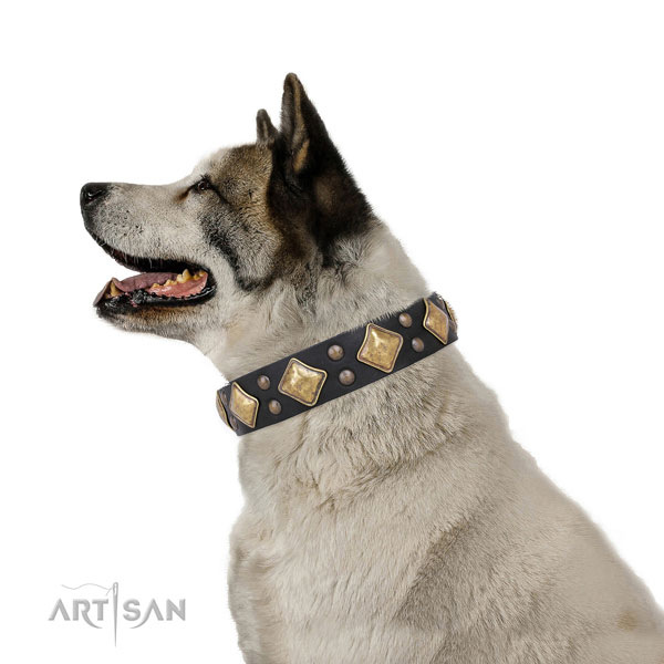 Fancy walking embellished dog collar made of top rate leather