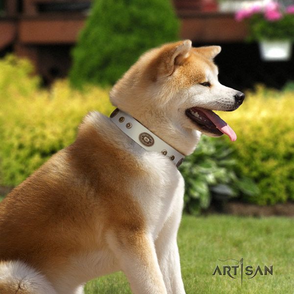 Akita Inu exceptional genuine leather collar for everyday walking