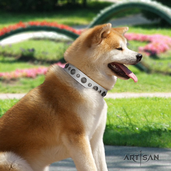 Akita Inu adorned genuine leather dog collar with awesome studs