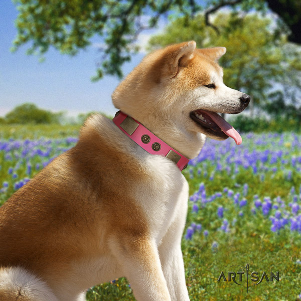 Akita Inu stylish walking natural leather collar with studs for your doggie