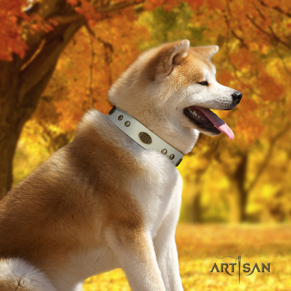 Akita Inu genuine leather dog collar with extraordinary studs
