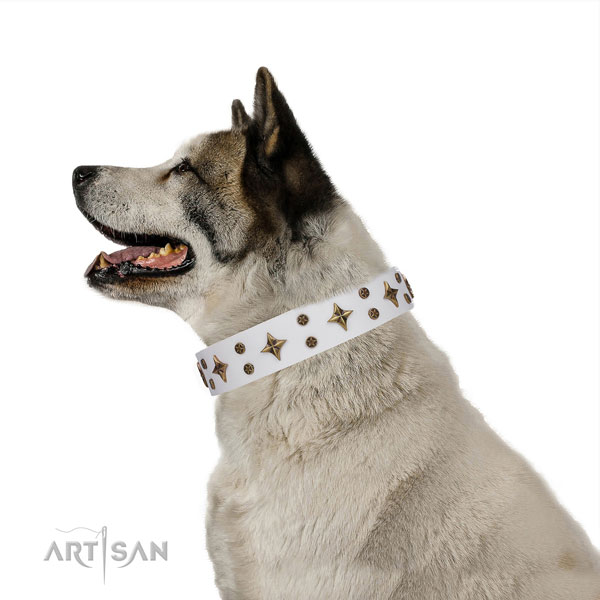 Akita-Inu unusual full grain natural leather dog collar with studs