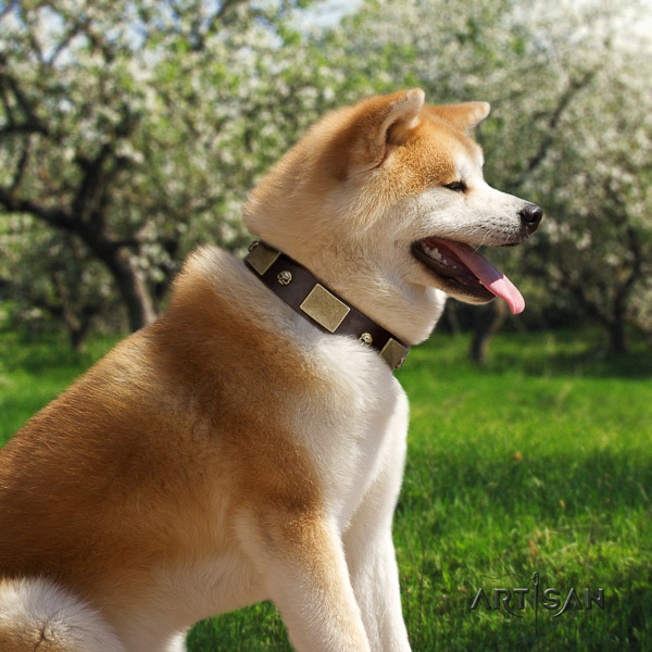 Akita Inu comfortable wearing genuine leather collar with decorations for your dog