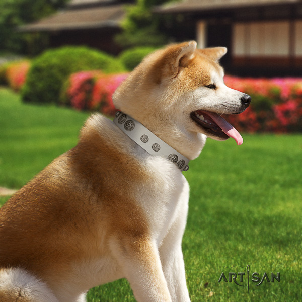 Akita Inu comfy wearing full grain leather collar with decorations for your four-legged friend