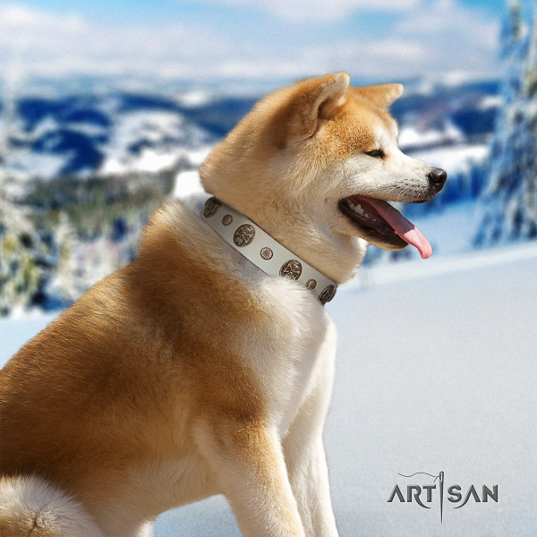 Akita Inu walking full grain leather collar with studs for your doggie