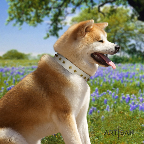 Akita Inu leather dog collar with fashionable adornments