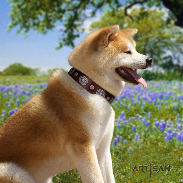 Akita Inu leather dog collar with impressive decorations