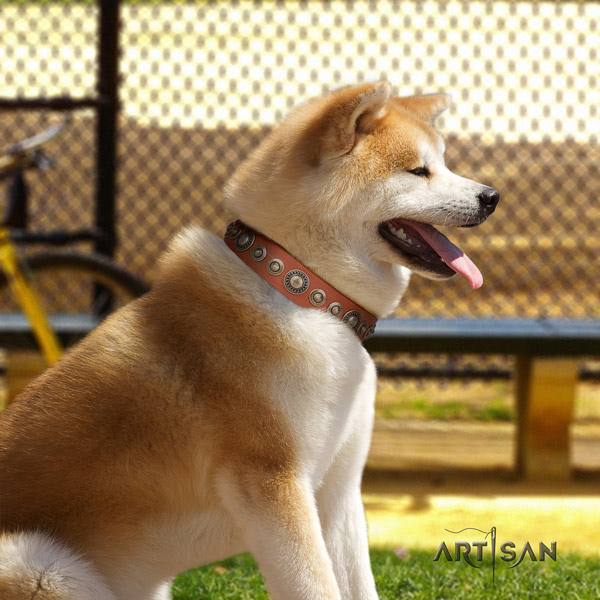 Akita Inu genuine leather dog collar with amazing adornments