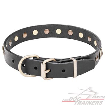 Brass Buckle and D-Ring on Decorated Dog Collar