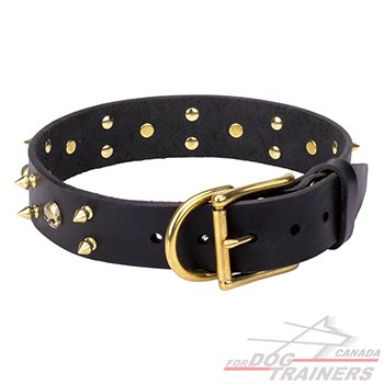 Shiny Brass hardware for black leather dog collar 