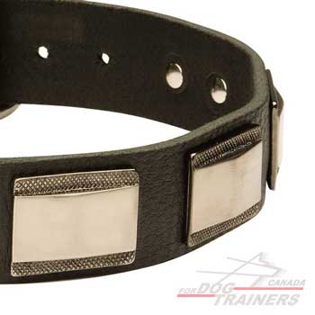 Brass plates on leather collar riveted