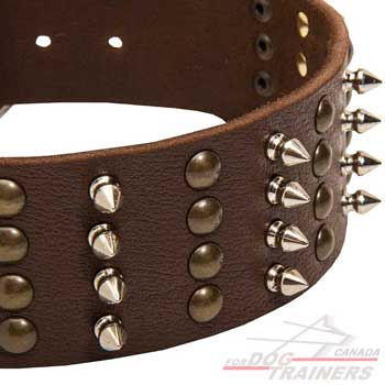 Brass studs nickel spikes on leather dog collar