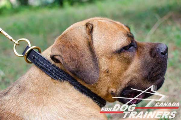 Leather Cane Corso Choke Collar for Successful Training Activities