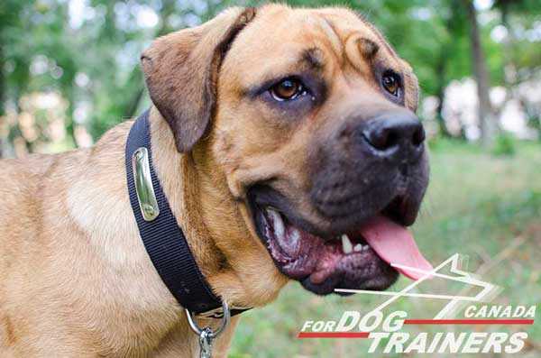 Cane Corso Nylon Collar With Steel Nickel Plated Tag for Identification