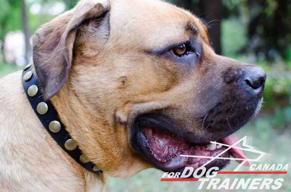 Decorated Cane Corso collar with brass circles