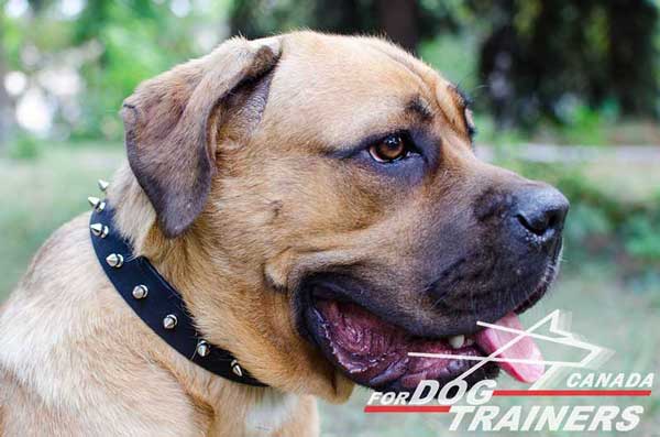 Collar for Cane Corso breed with elegant decoration