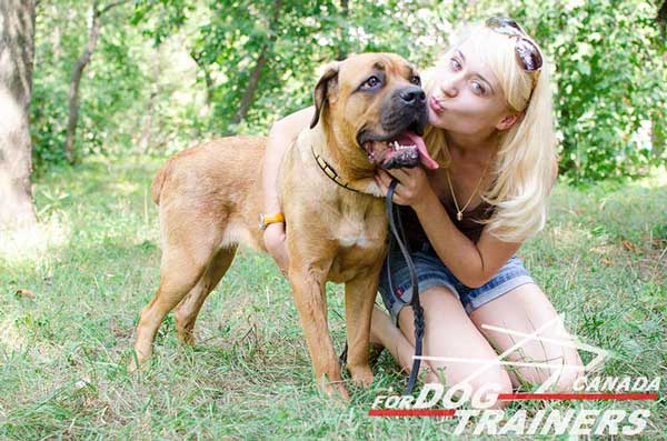 Handcrafted collar for Cane Corso Breed