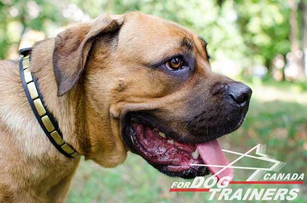 Cane Corso collar of leather with brass decoration