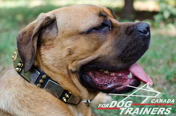 Leather Collar for Cane Corso with Fashion Exterior