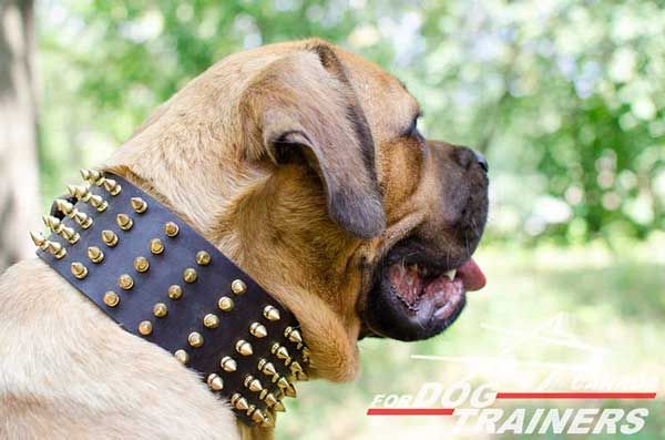 Leather Collar for Cane Corso Spiked