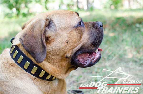 Cane Corso collar of leather with brass plated hardware