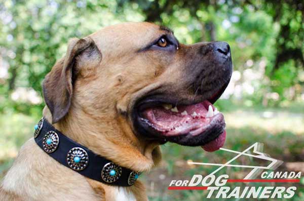 Leather Cane Corso dog collar wide and durable for different     activities