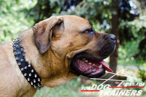 Fashion Leather Collar for Cane Corso