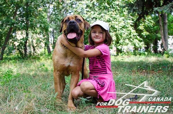 Leather Collar for Cane Corso Fashionable Walking
