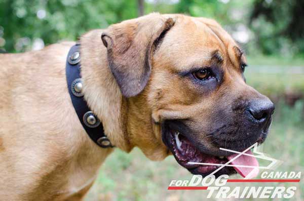 Nylon Collar for Cane Corso Walking