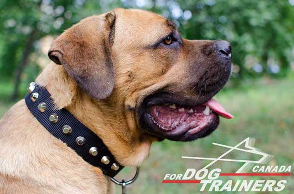 Cane Corso Collar Made of Nylon