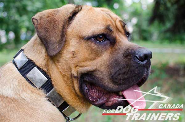 Nylon Cane Corso Collar for Walking