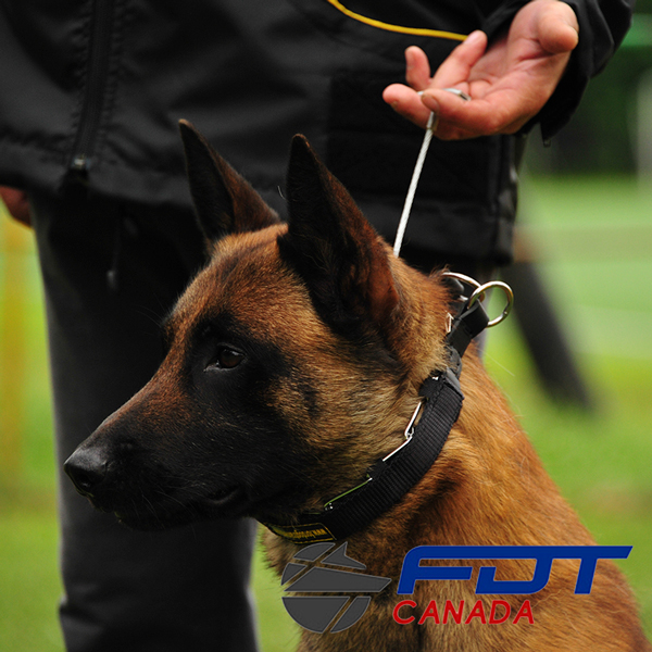 Chrome Plated Dog Pinch Collar with Metal Long Handle