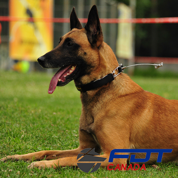 Chrome Plated Steel Dog Pinch Collar