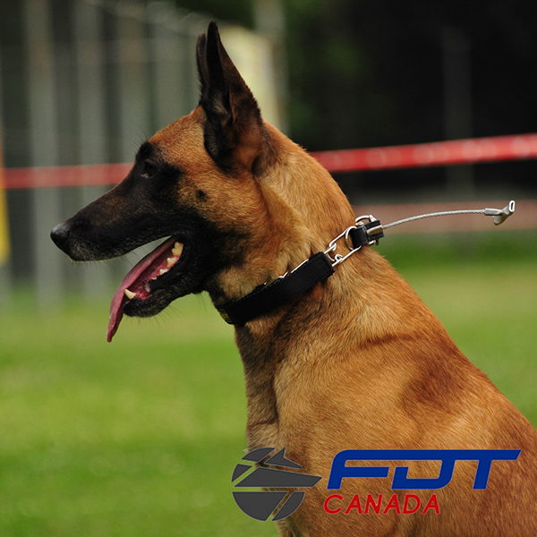Steel chrome plated dog pinch collar with handle