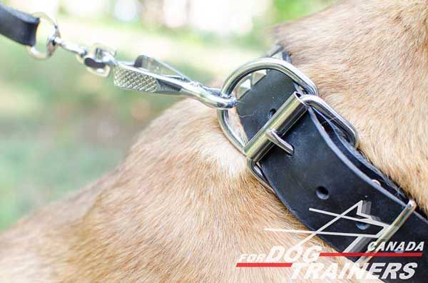 D-Ring for Leash on Leather Collar