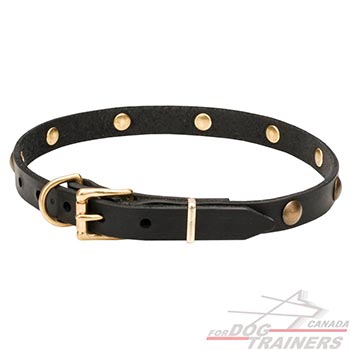 Full grain natural leather dog collar with brass studs