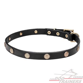 Natural leather dog collar with studs