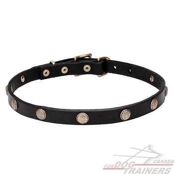Durable Dog Collar with Brass Studs