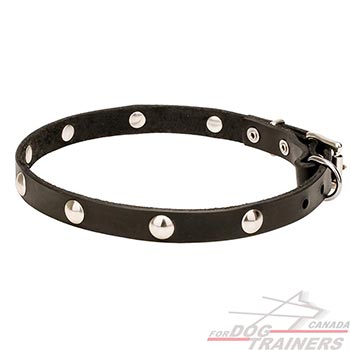 Narrow Collar for Dogs with Half-Ball Studs