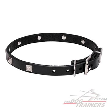 Studded Leather Dog Collar with Brass Hardware