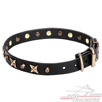 Stylish Walking Leather Decorated Dog Collar