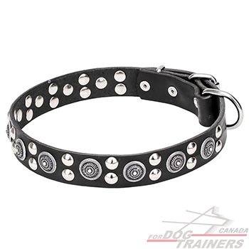 Fashion Design Dog Collar