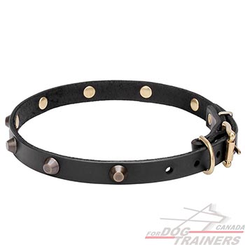 Studded Leather Dog Collar with Rivets