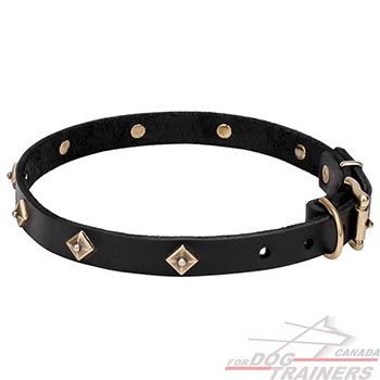 Durable Dog Collar with Brass Studs