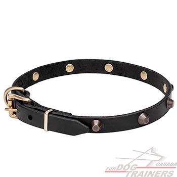Full grain natural leather dog collar with studs