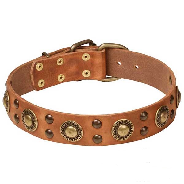 Tan Dog Walking Collar with Stylish Brass Decorations