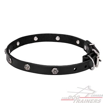  Leather Walking Dog Collar