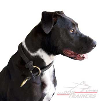 Choke dog collar with O-ring for the leash